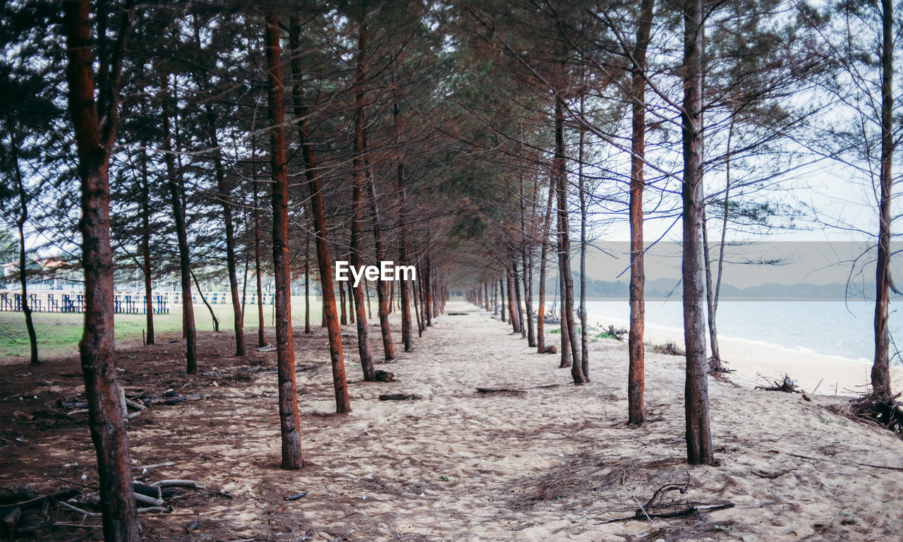 Trees in forest against sky