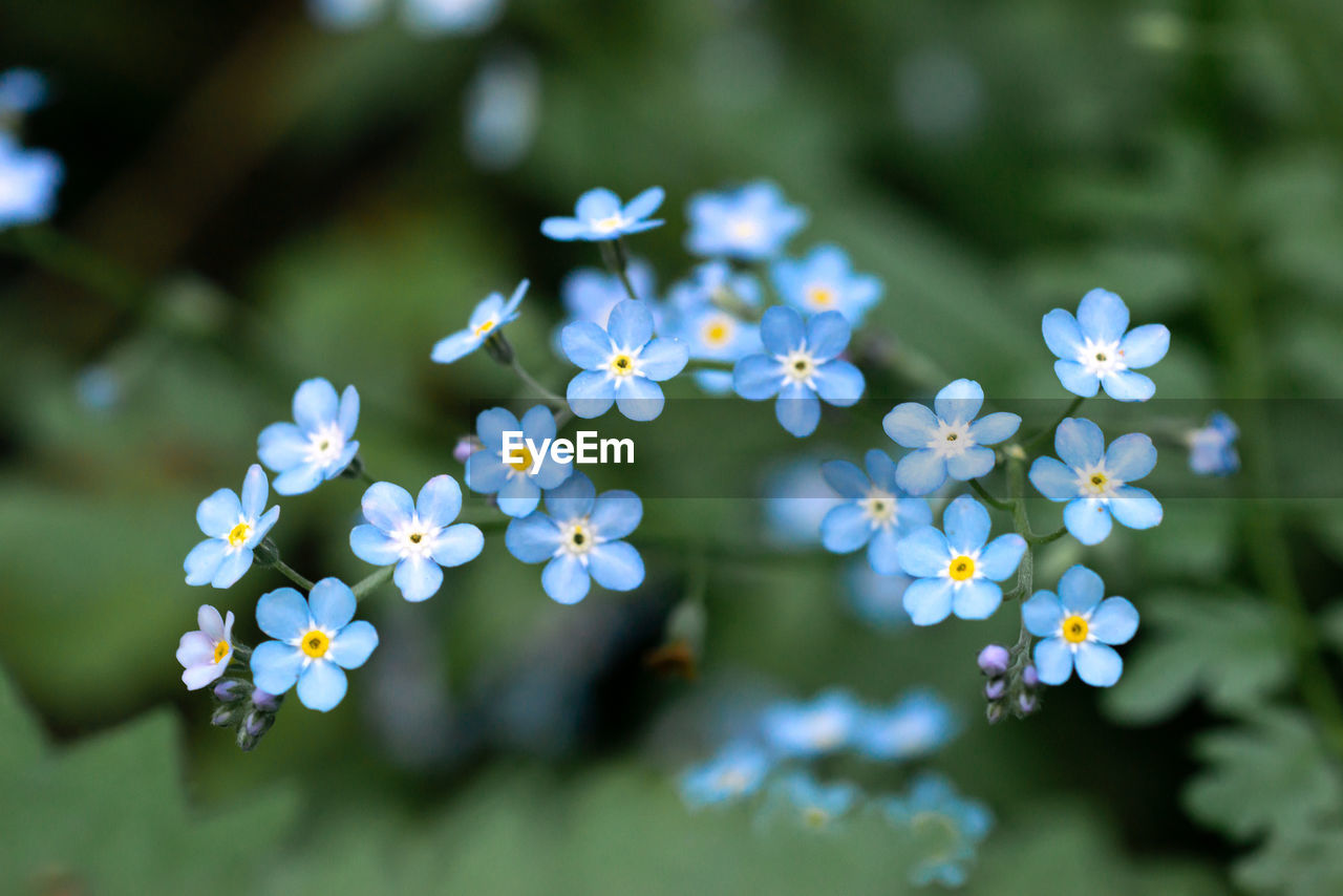 Close-up of blue flowering plants in forest