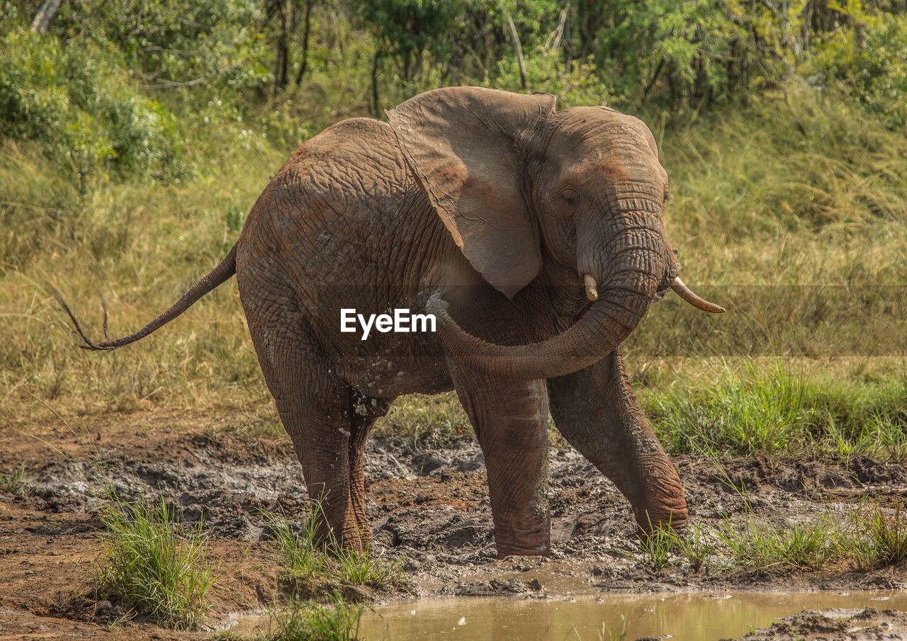 CLOSE-UP OF ELEPHANT IN FOREST