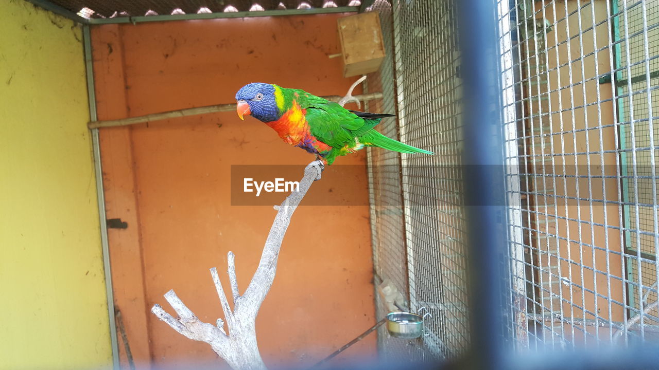 pet, parrot, animal themes, animal, bird, parakeet, animal wildlife, cage, one animal, animals in captivity, wildlife, multi colored, no people, perching, day, nature, outdoors, metal