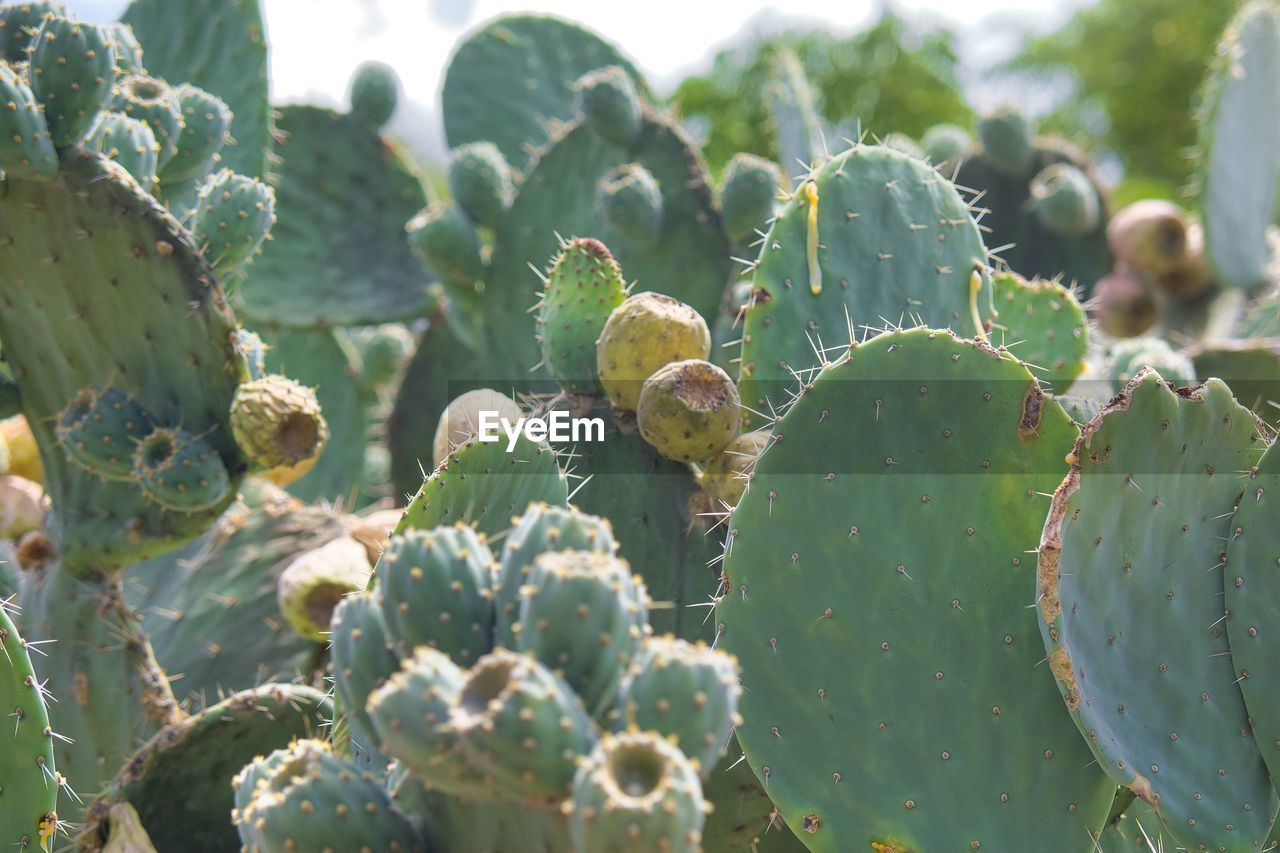 full frame shot of plant