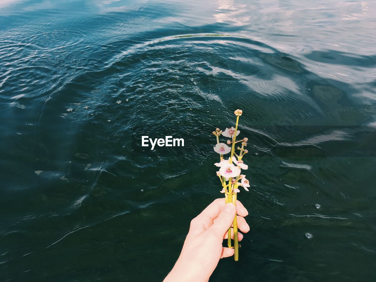 Cropped hand holding flowers against lake
