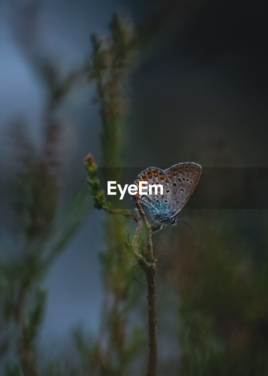 Close-up of butterfly on heather plant at dusk