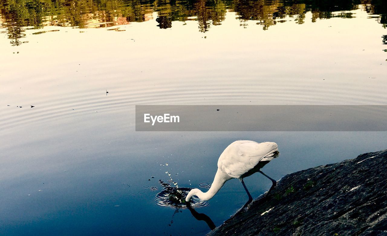 BIRD ON LAKE