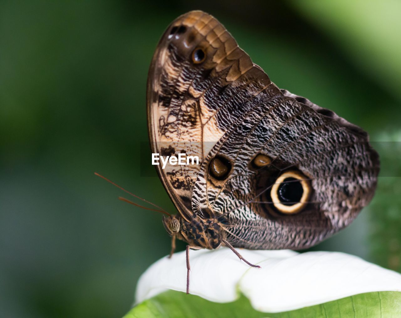 Owl butterfly on a leaf in profile