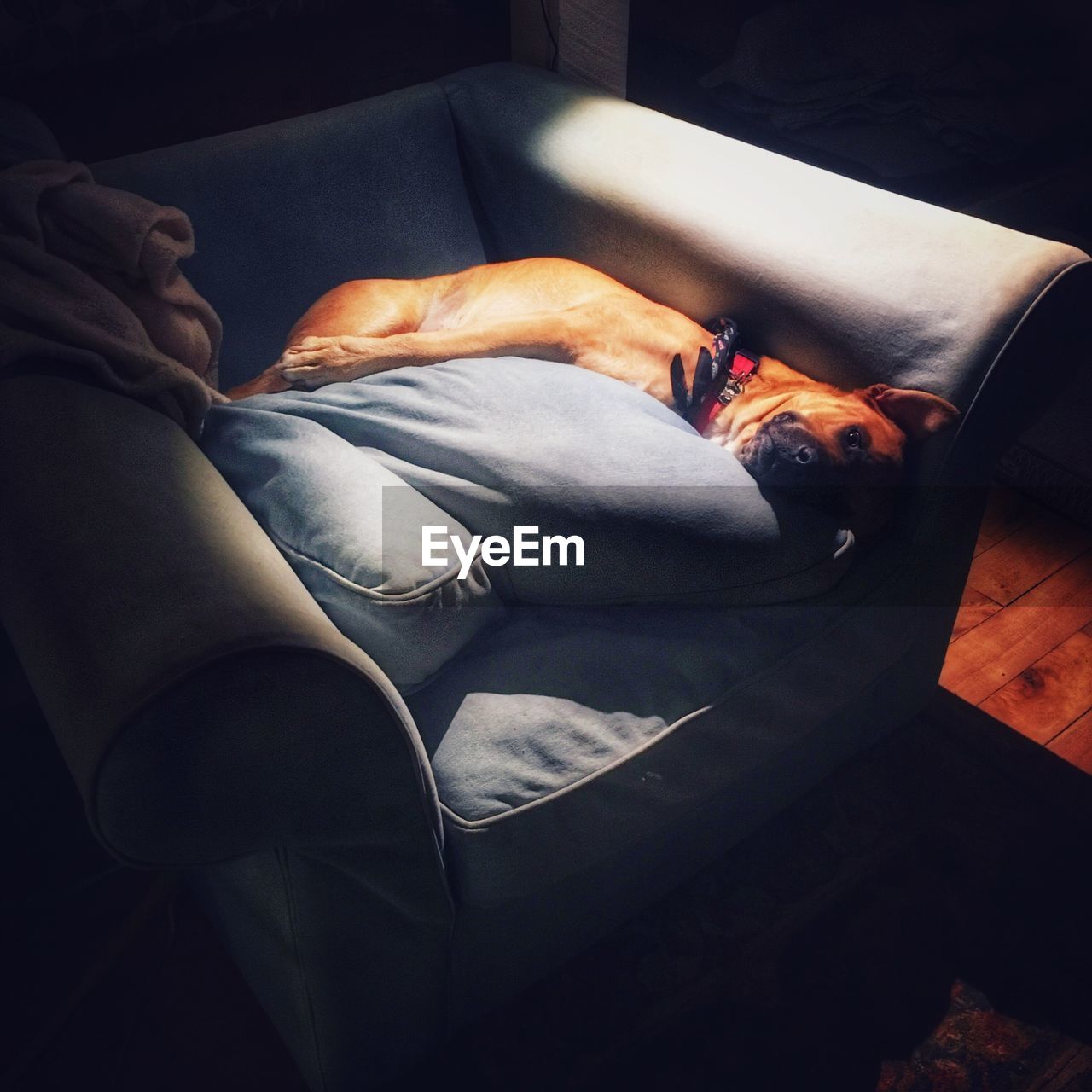 High angle view of dog relaxing on couch at home