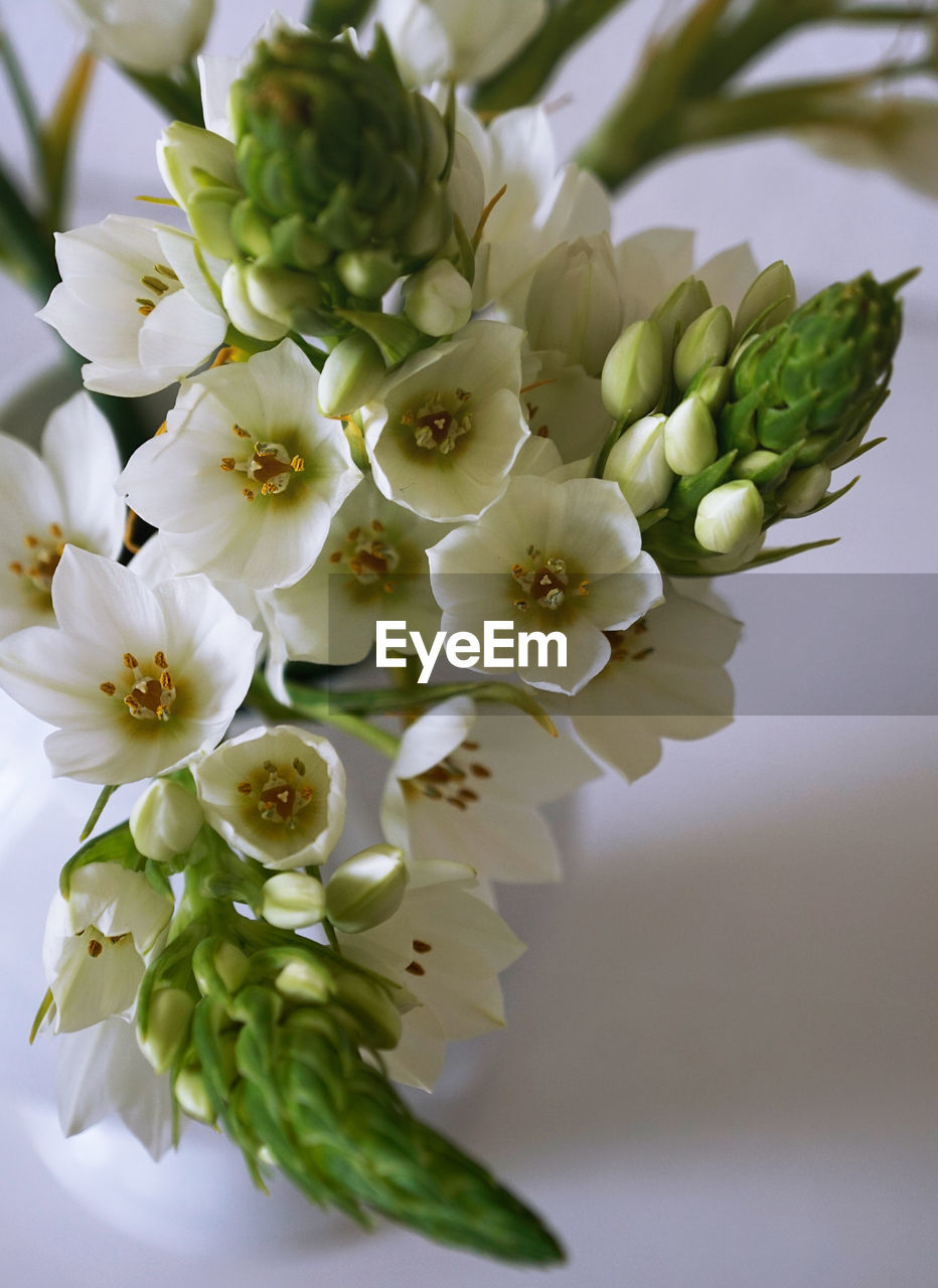 Close-up of white flowers