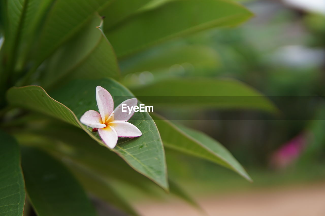 Close-up of white flowering plant