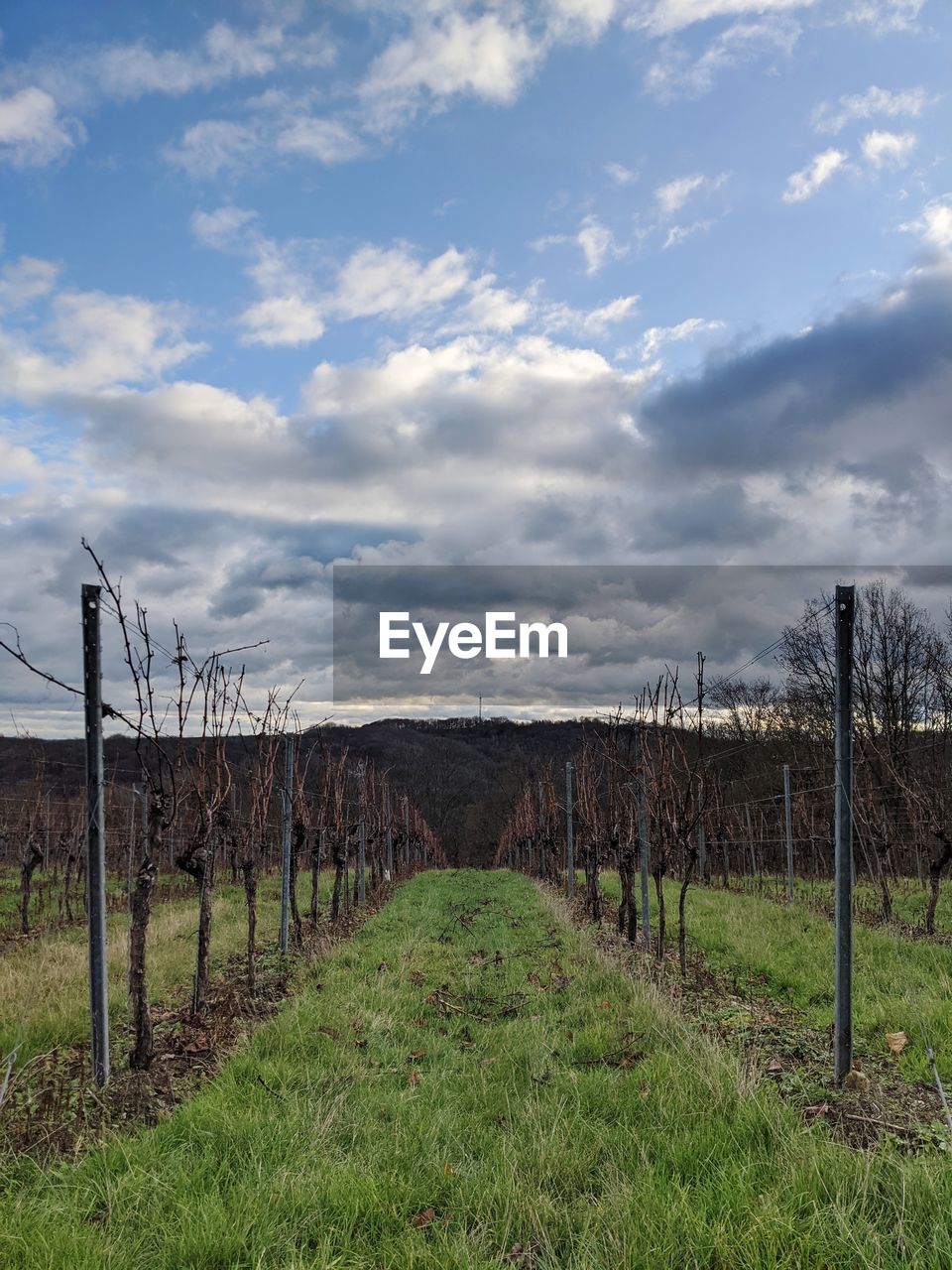 Scenic view of vineyard against sky