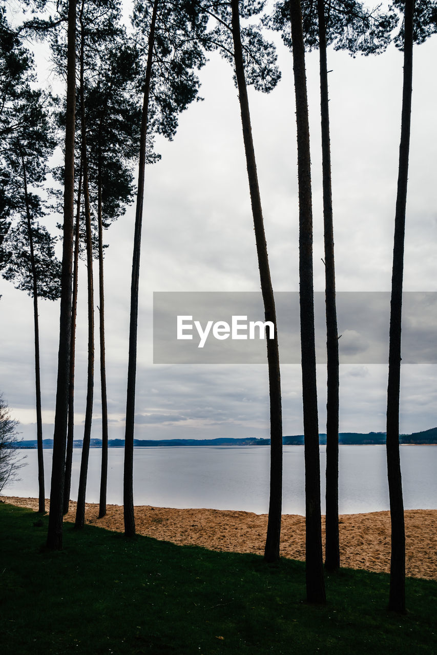 water, tree, plant, sky, nature, sea, land, beauty in nature, cloud, tranquility, beach, scenics - nature, sunlight, tranquil scene, morning, no people, environment, reflection, grass, tree trunk, landscape, trunk, horizon over water, outdoors, non-urban scene, idyllic, horizon, day, travel destinations, body of water, silhouette, growth, shore
