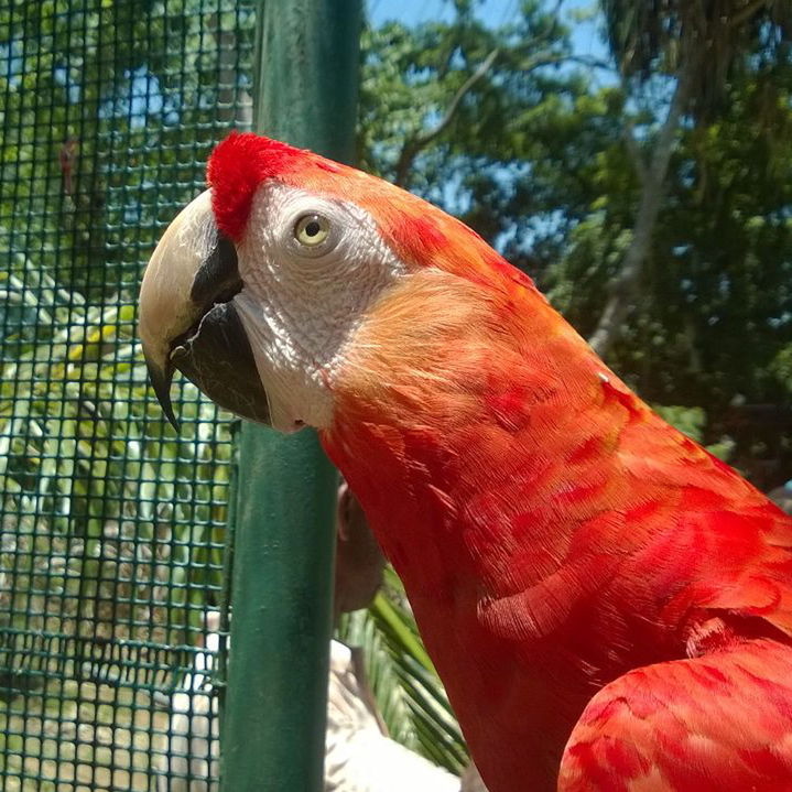 CLOSE-UP OF PARROT PERCHING ON WHITE BACKGROUND