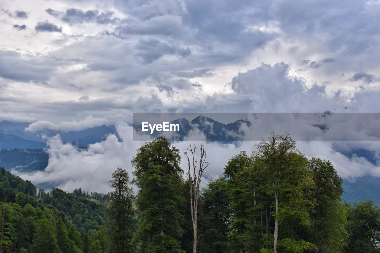 Low angle view of trees in forest against sky