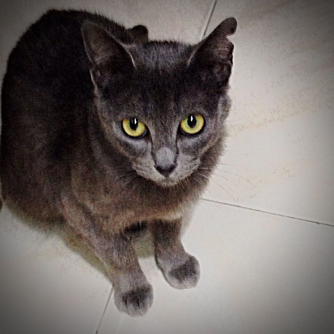 PORTRAIT OF CAT