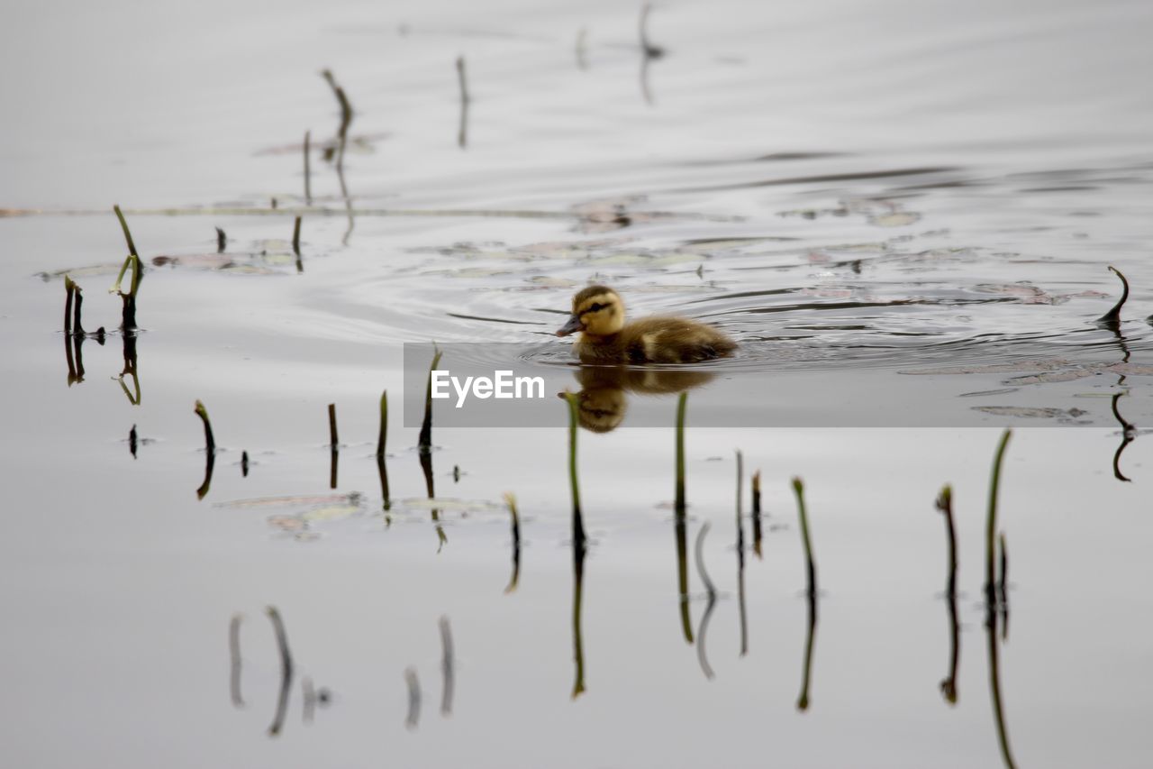 Close-up of duckling on lake