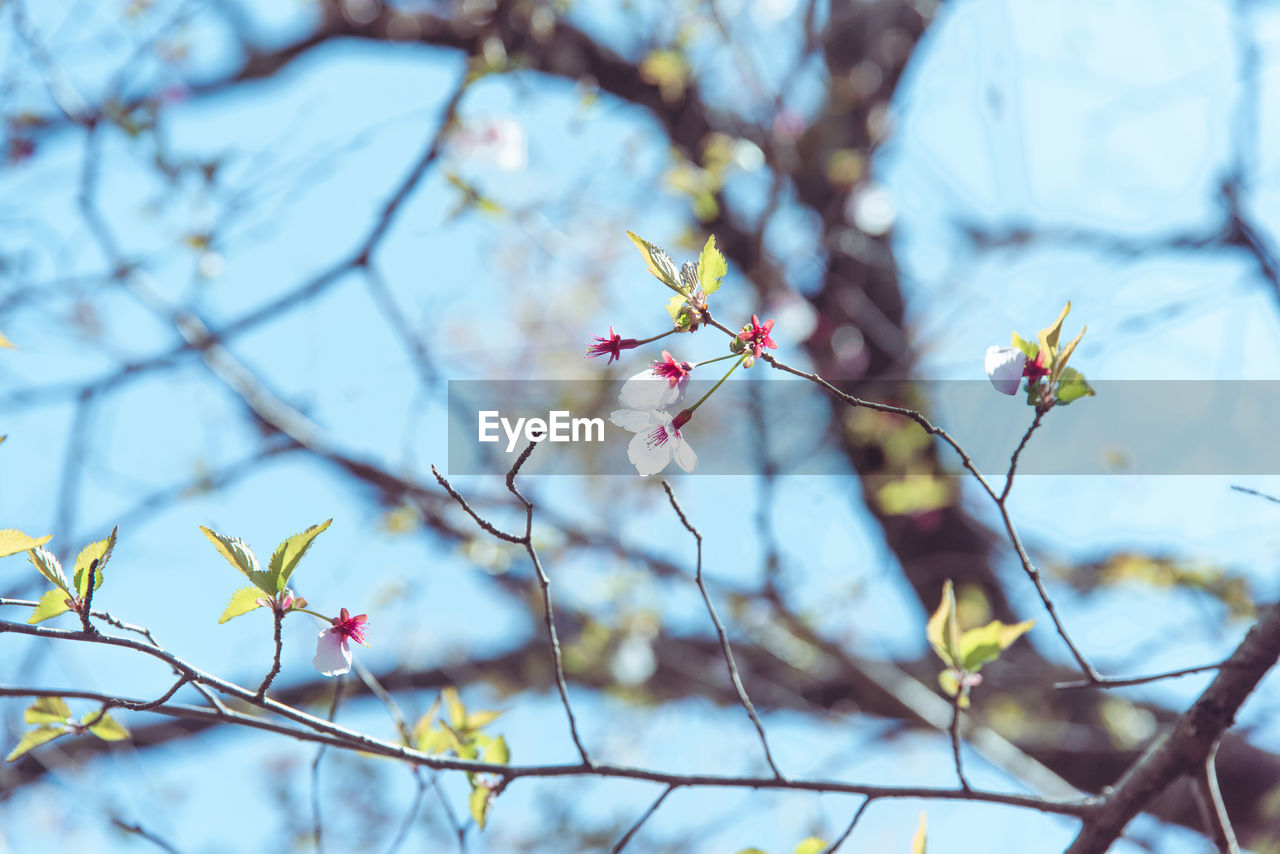 plant, tree, branch, spring, flower, nature, blossom, beauty in nature, flowering plant, springtime, freshness, no people, growth, fragility, focus on foreground, leaf, cherry blossom, outdoors, day, sky, twig, food and drink, autumn, fruit, low angle view, food, tranquility, close-up, sunlight, plant part, selective focus