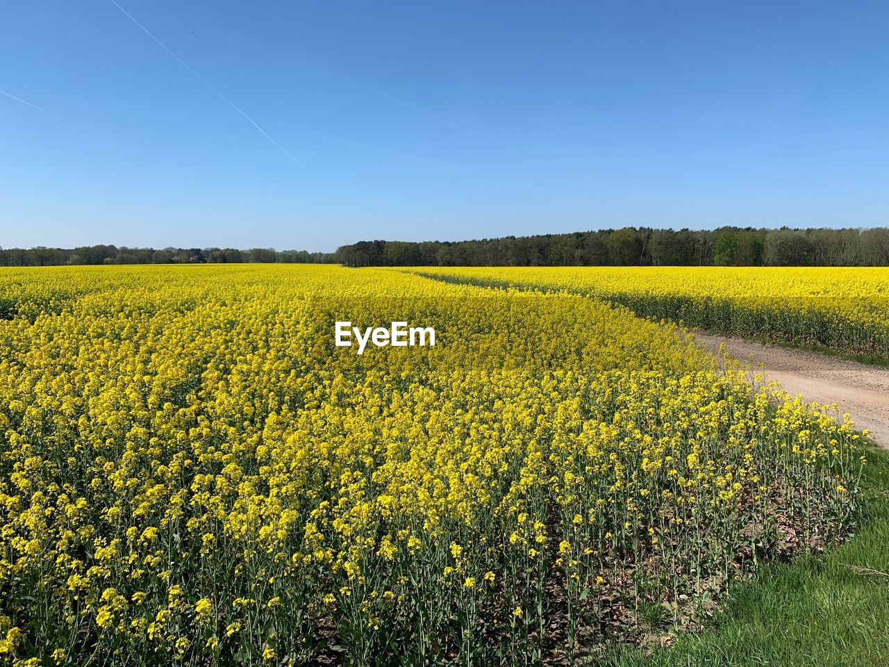 Scenic view of oilseed rape field against clear sky