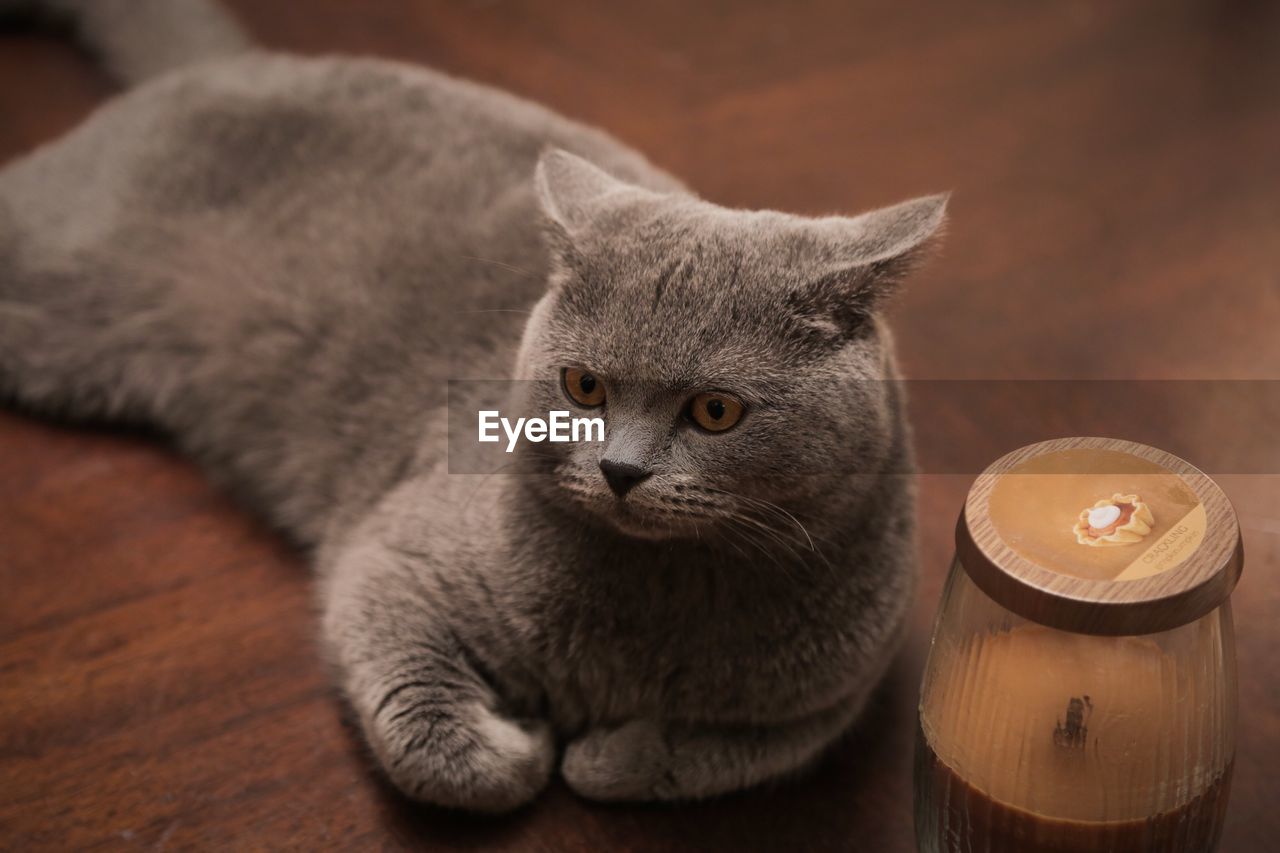 High angle view of british shorthair cat relaxing on table