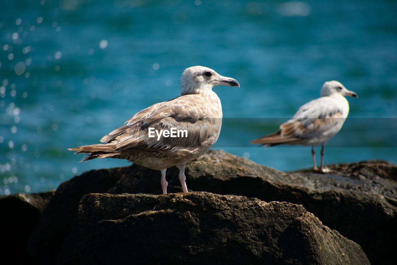 Seagull perching on rock by sea