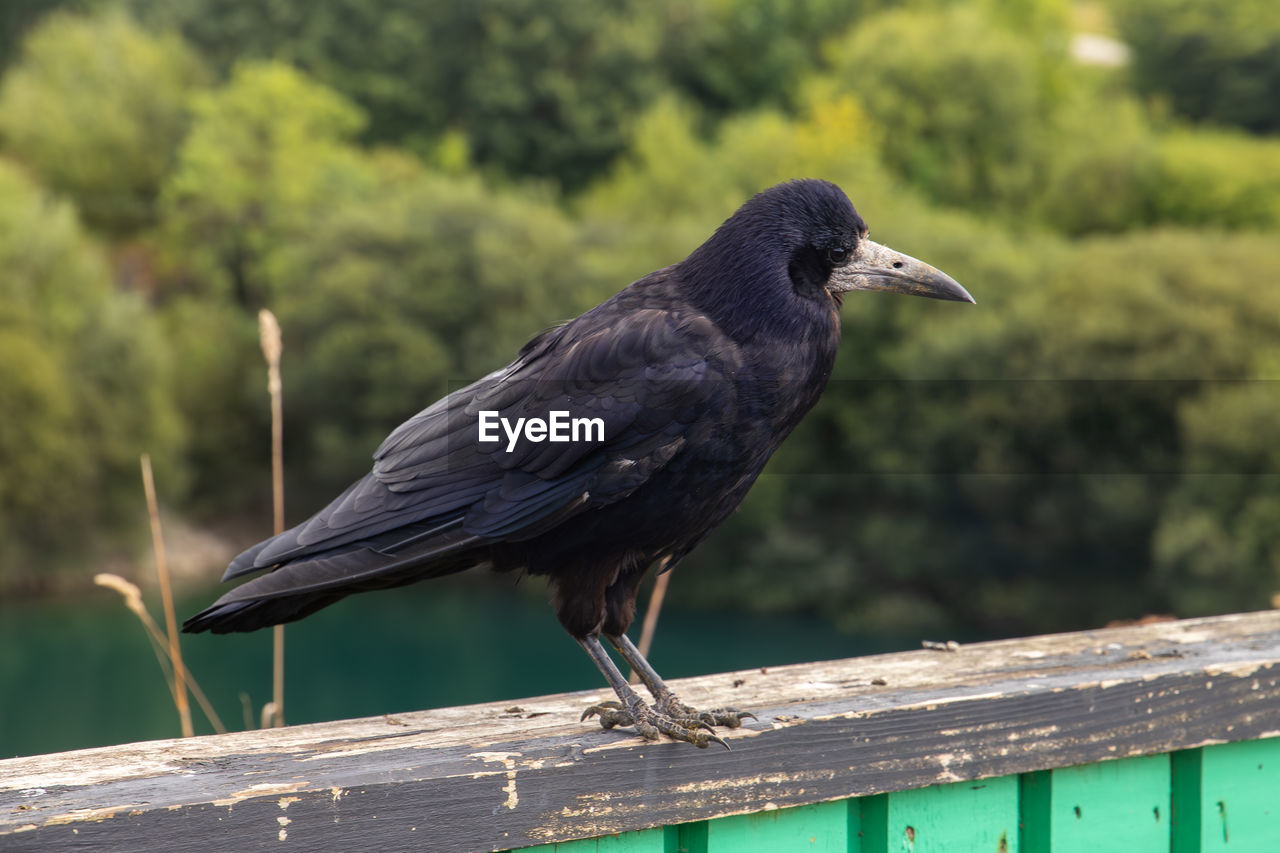 animal themes, animal, bird, animal wildlife, wildlife, one animal, beak, nature, wood, perching, black, crow, crow-like bird, no people, full length, raven, outdoors, focus on foreground, day, side view, animal body part, blackbird, close-up