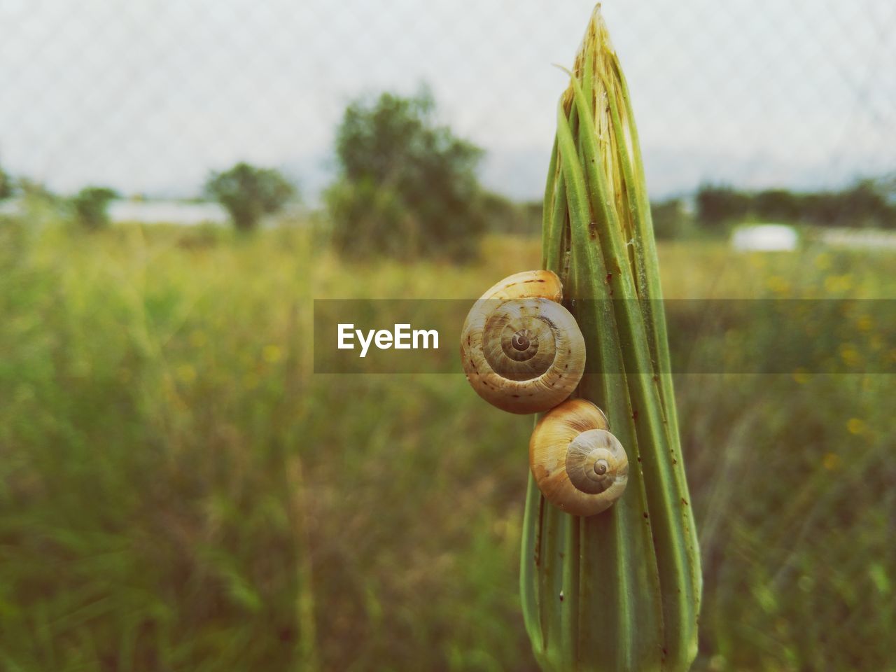 Close-up of snails on plant