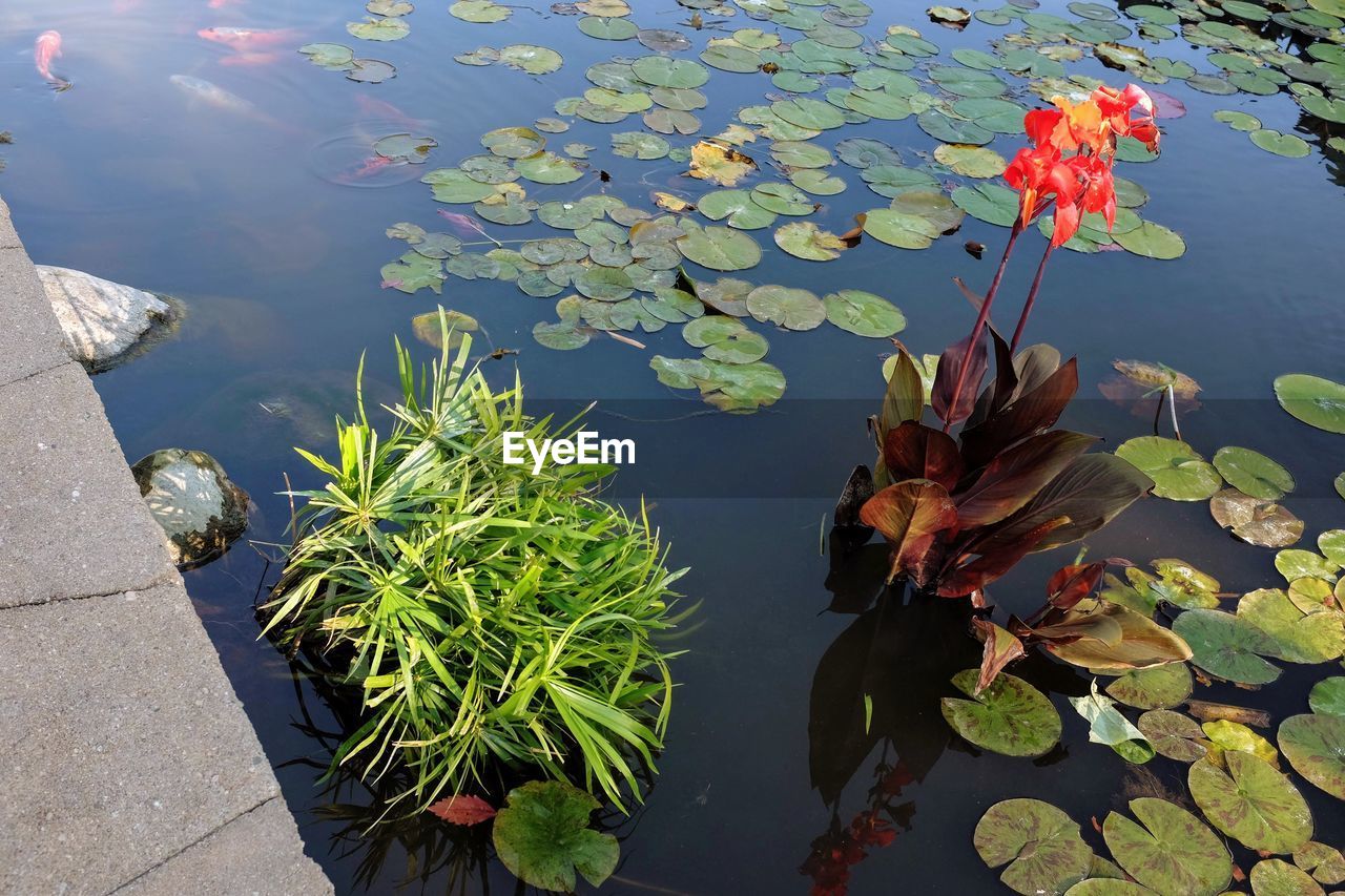 HIGH ANGLE VIEW OF LOTUS LEAVES FLOATING ON WATER