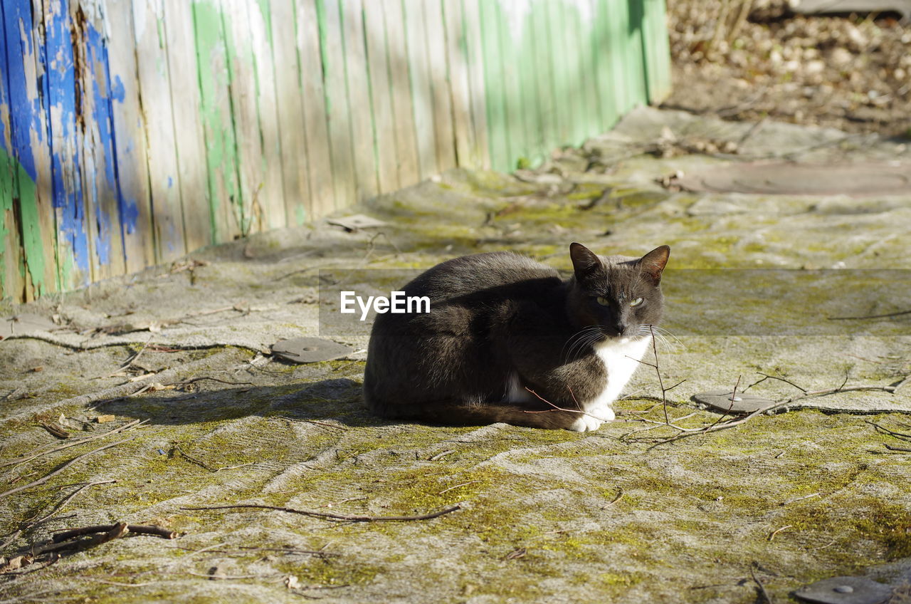 PORTRAIT OF CAT SITTING ON FLOOR