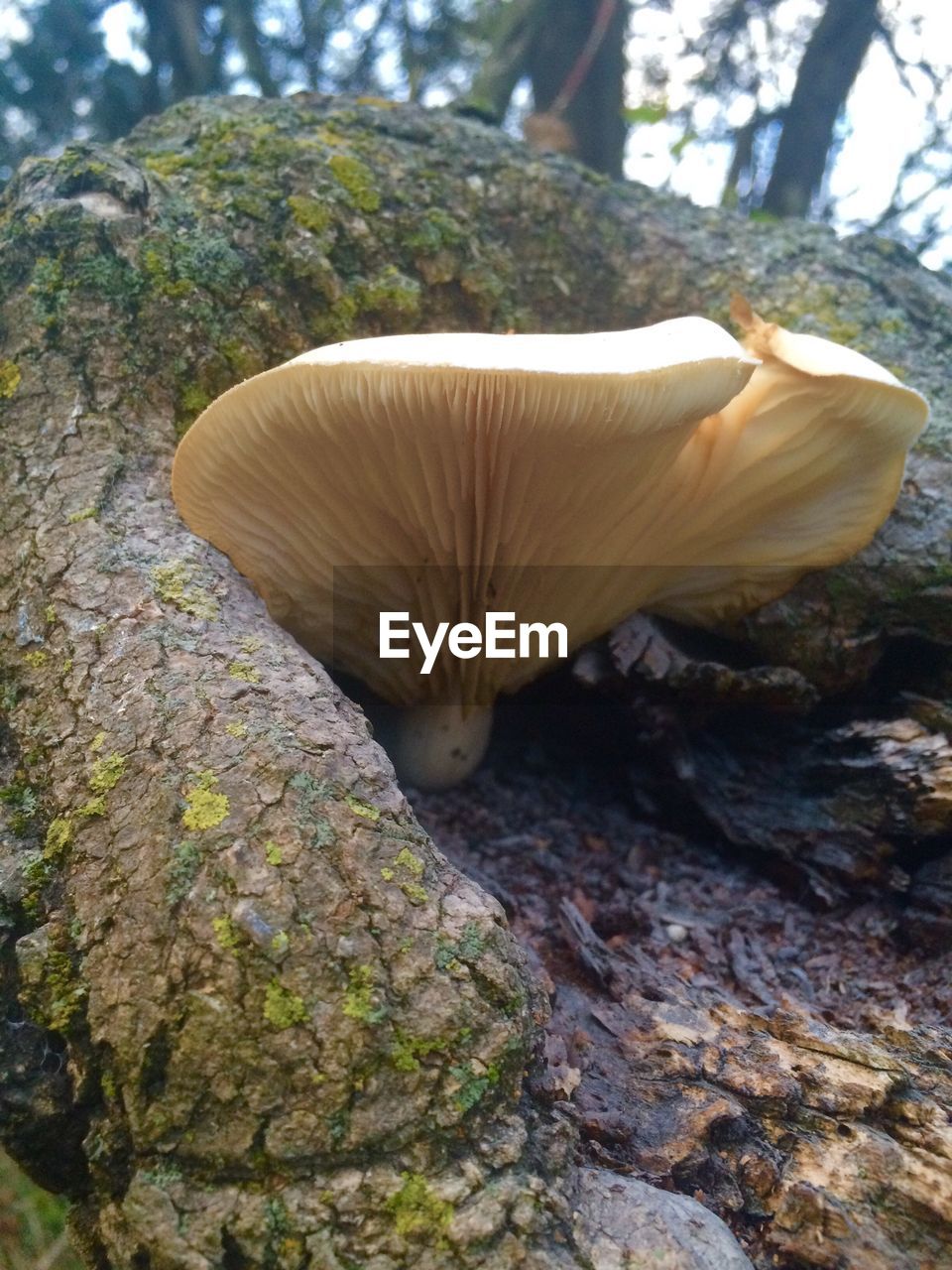 CLOSE-UP OF MUSHROOMS