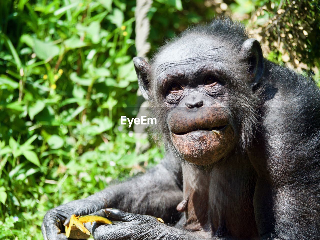 Close-up of monkey chimpanzee happily eating and looking at camera