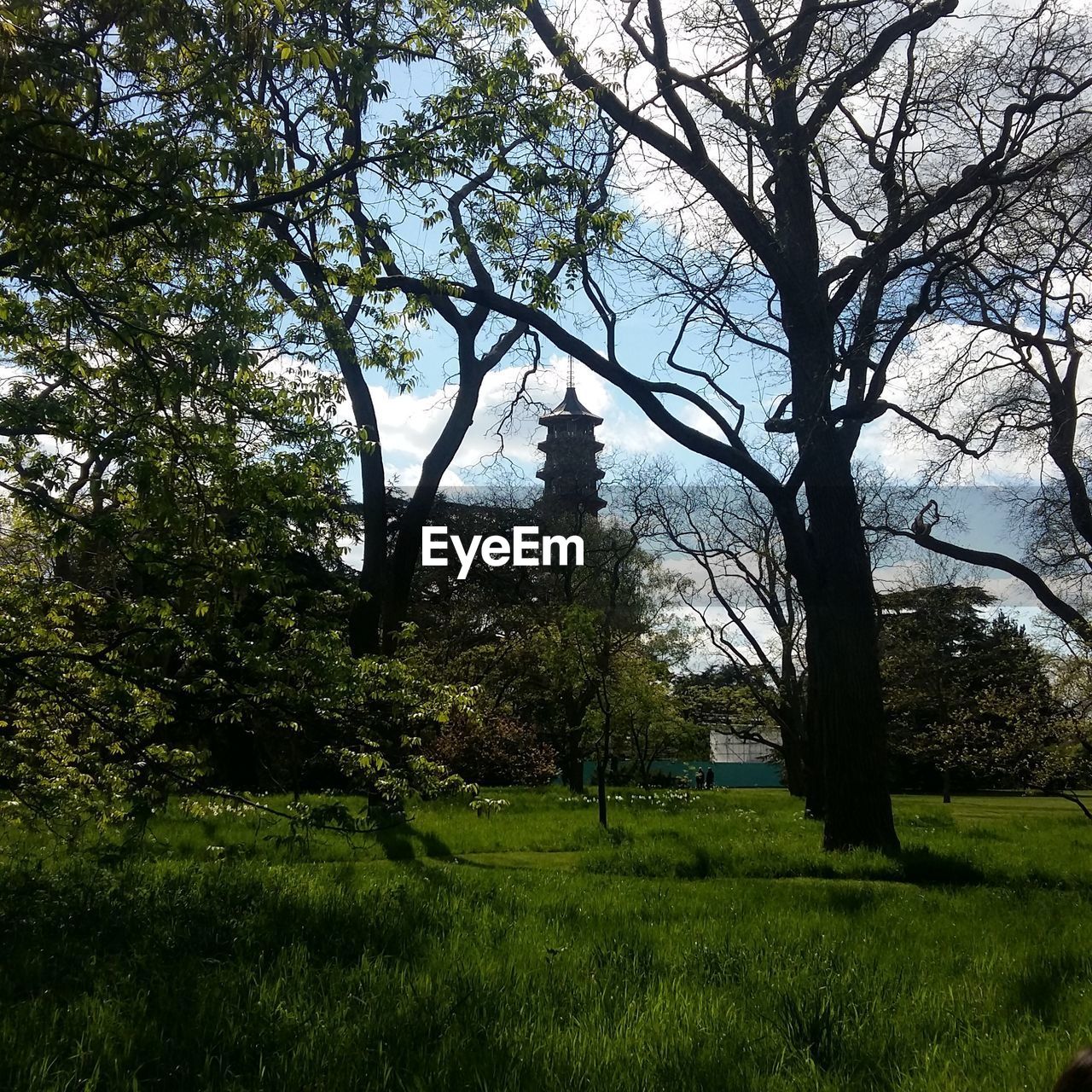 TREES IN PARK