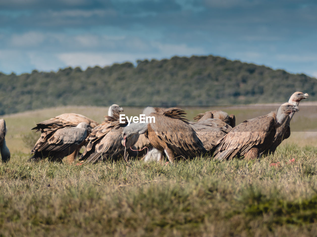 Group of vultures. griffon vulture, gyps fulvus, big birds of prey