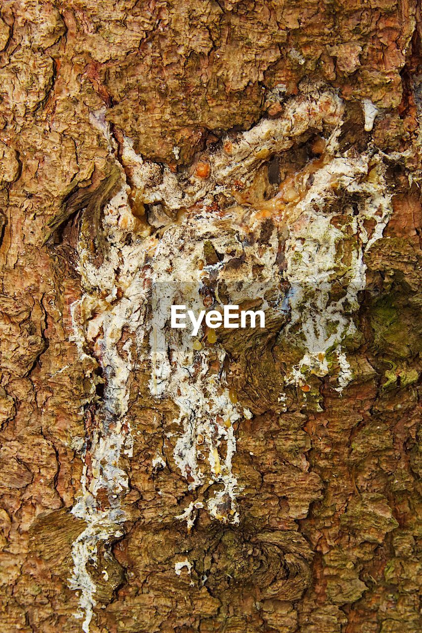 FULL FRAME SHOT OF TREE BARK