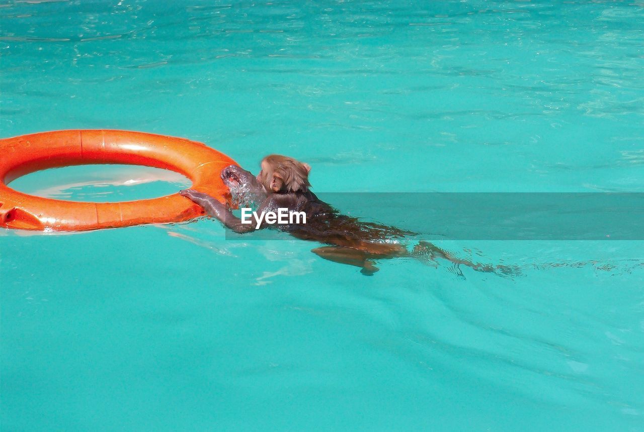 HIGH ANGLE VIEW OF CRAB SWIMMING ON POOL