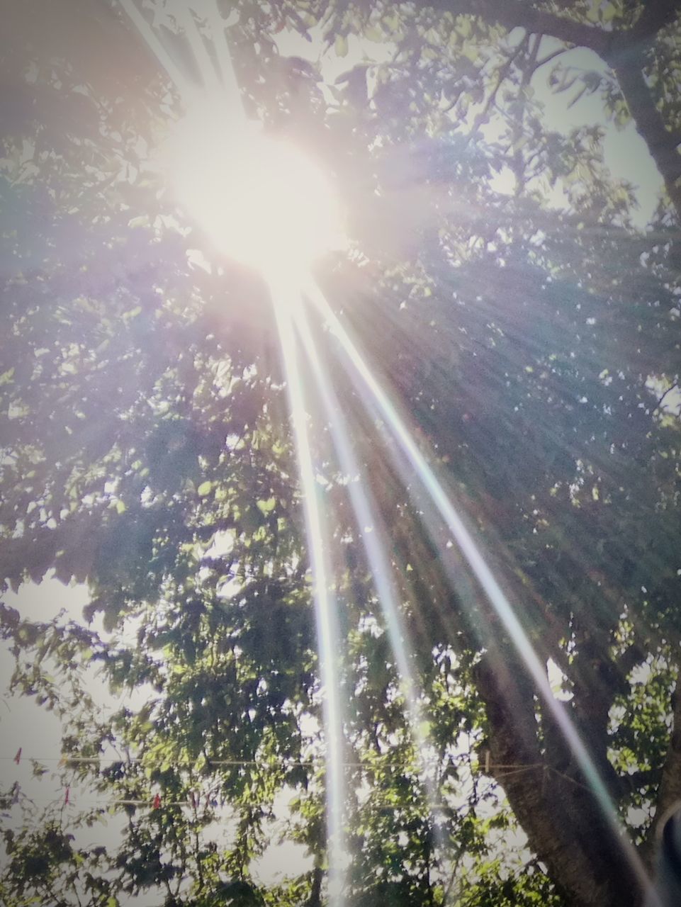 LOW ANGLE VIEW OF TREES AGAINST SUNLIGHT