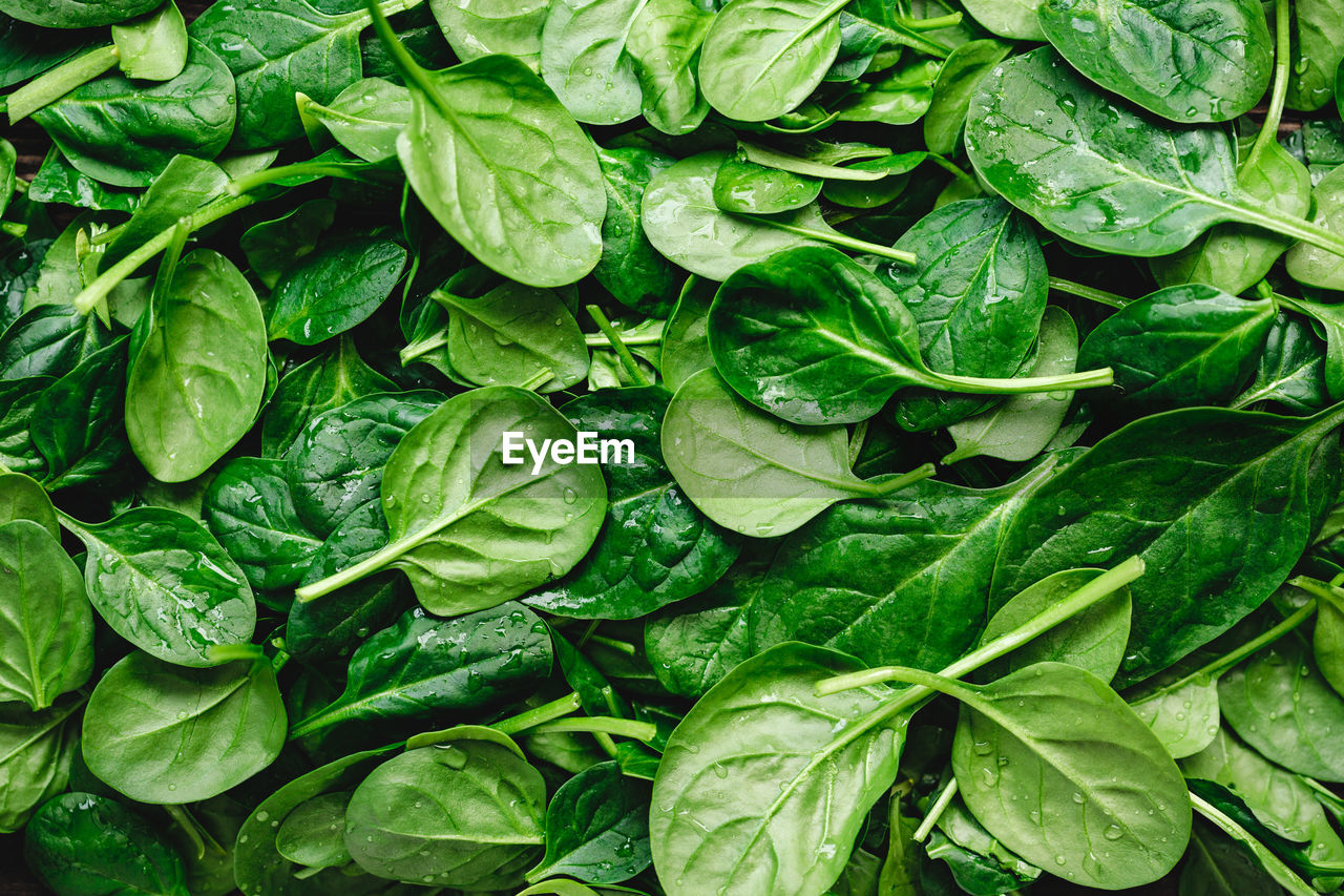 Full frame shot of wet spinach