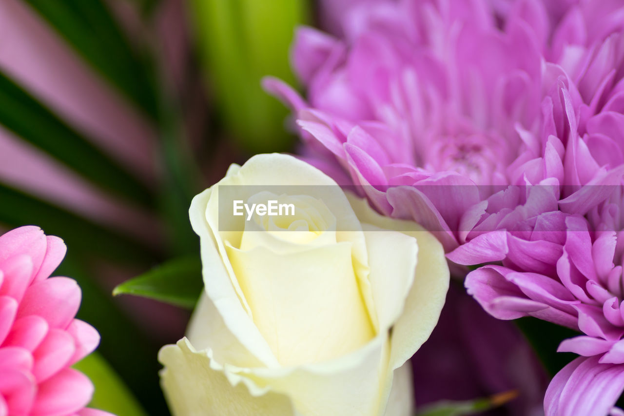 CLOSE-UP OF PINK FLOWER