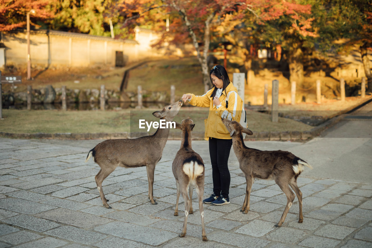 Full length portrait of young women feeding deers in nara park