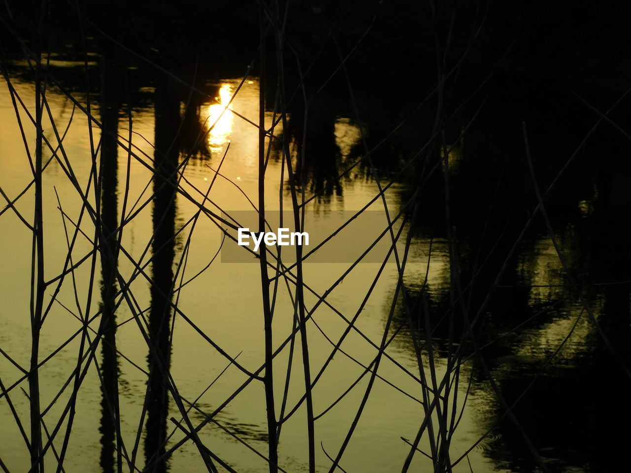 PLANTS GROWING LAKE AT NIGHT