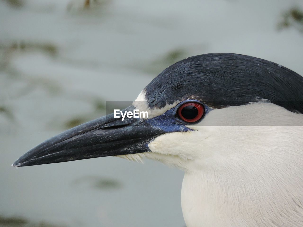 CLOSE-UP OF BIRD ON ROCK