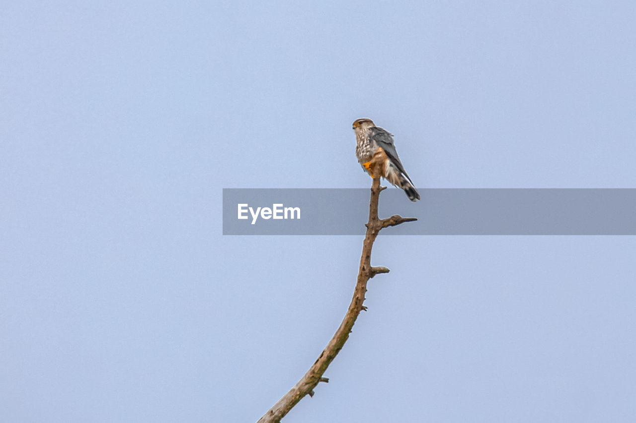 animal themes, animal, animal wildlife, wildlife, bird, one animal, sky, perching, nature, clear sky, no people, branch, copy space, bird of prey, low angle view, day, tree, outdoors, plant, sunny, blue