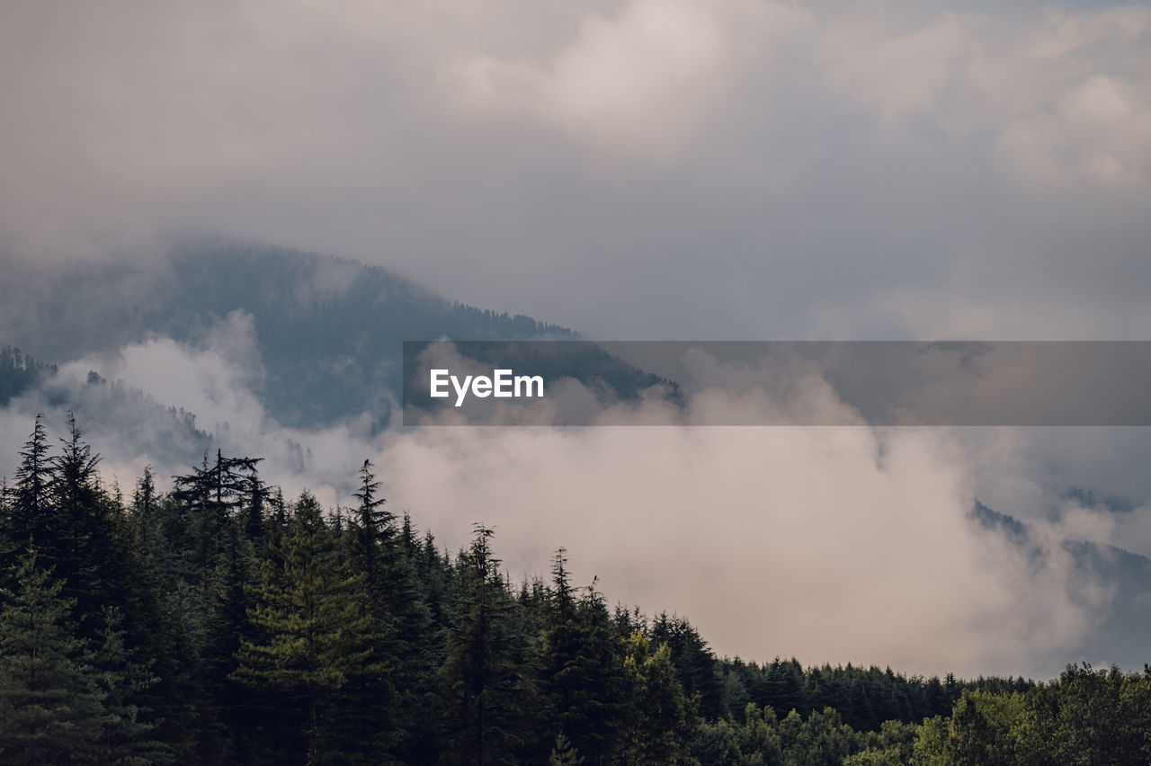 tree, cloud, plant, sky, mountain, forest, environment, nature, land, pinaceae, pine tree, beauty in nature, coniferous tree, scenics - nature, landscape, fog, pine woodland, no people, mountain range, travel, outdoors, wilderness, tranquility, non-urban scene, morning, woodland, travel destinations, tourism, social issues, cloudscape, mountain peak, tranquil scene, overcast, day
