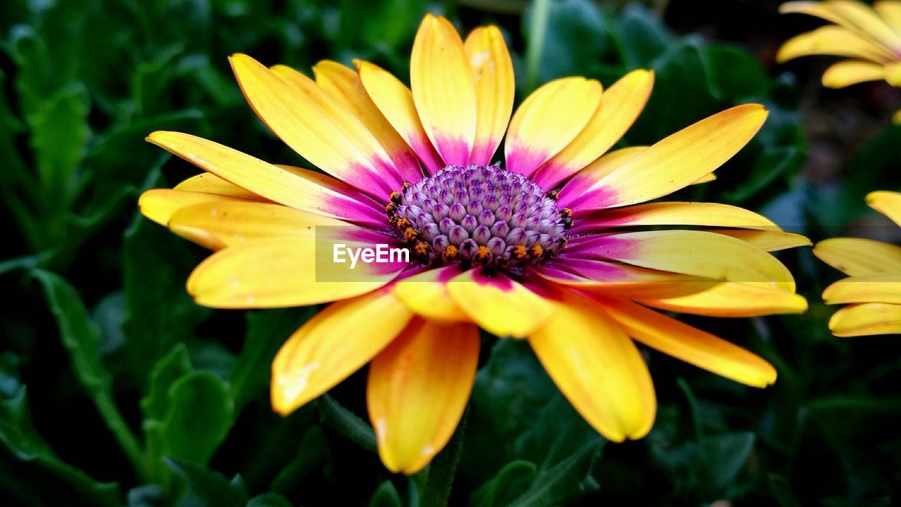 Close-up of yellow flower blooming outdoors