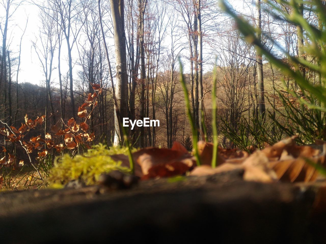 CLOSE-UP OF TREES IN FOREST