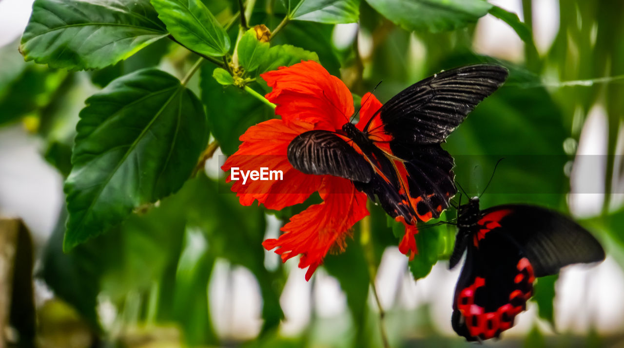 CLOSE-UP OF BUTTERFLY ON RED FLOWER