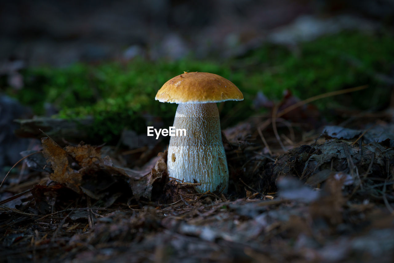 Close-up of mushroom growing in forest