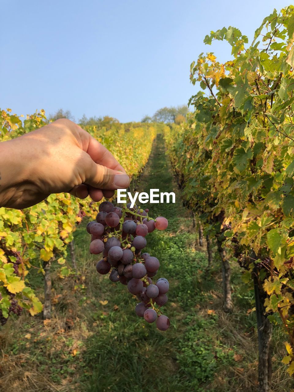CROPPED IMAGE OF PERSON HOLDING GRAPES