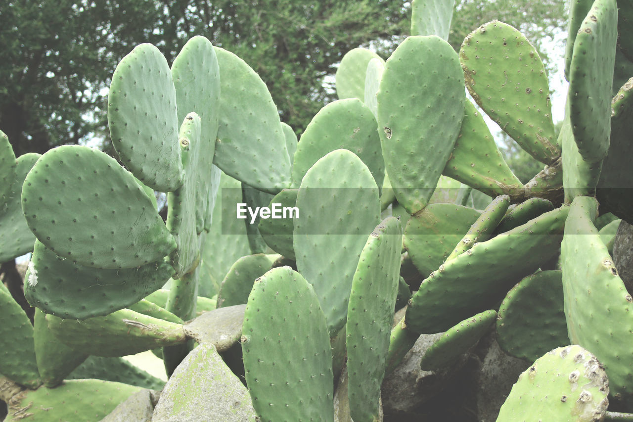 CLOSE-UP OF SUCCULENT PLANT GROWING ON FIELD DURING RAINY SEASON