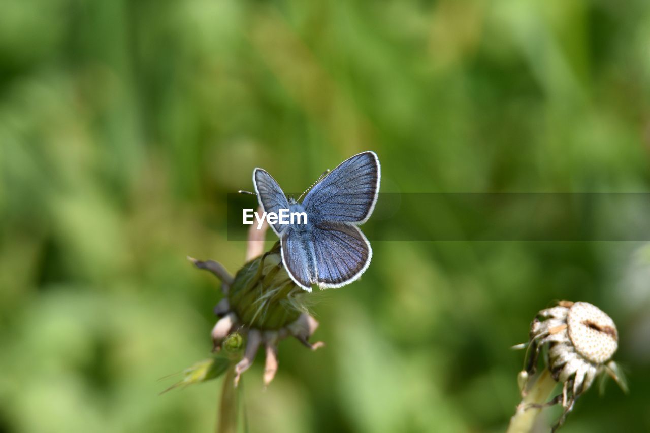 Close-up of blue butterfly on flower