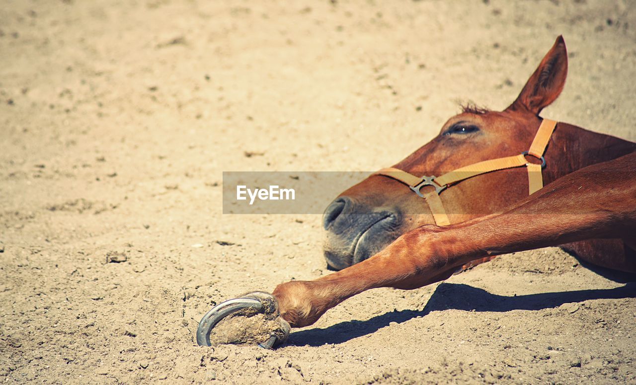VIEW OF A HORSE ON THE SAND