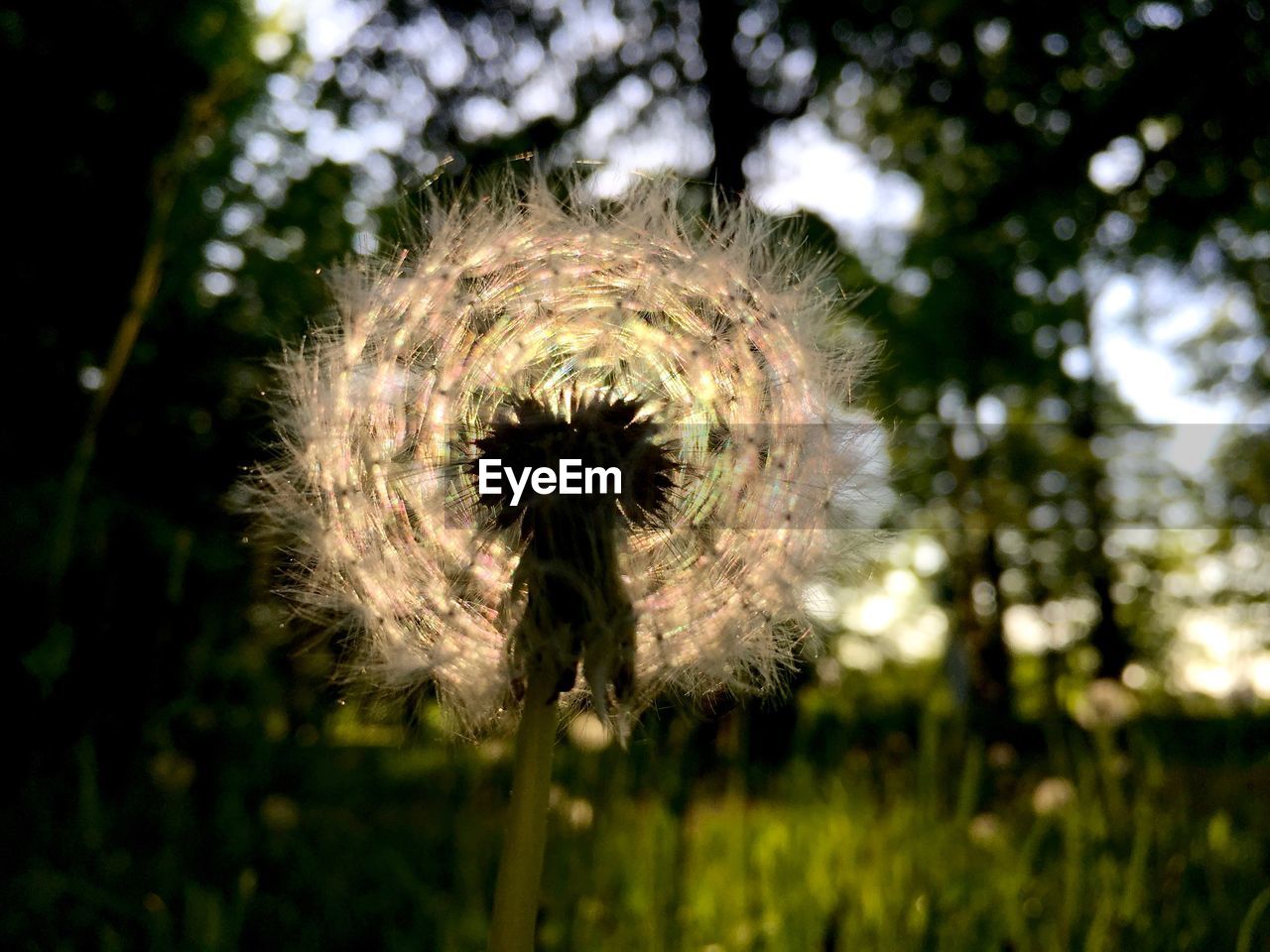 CLOSE-UP OF DANDELION