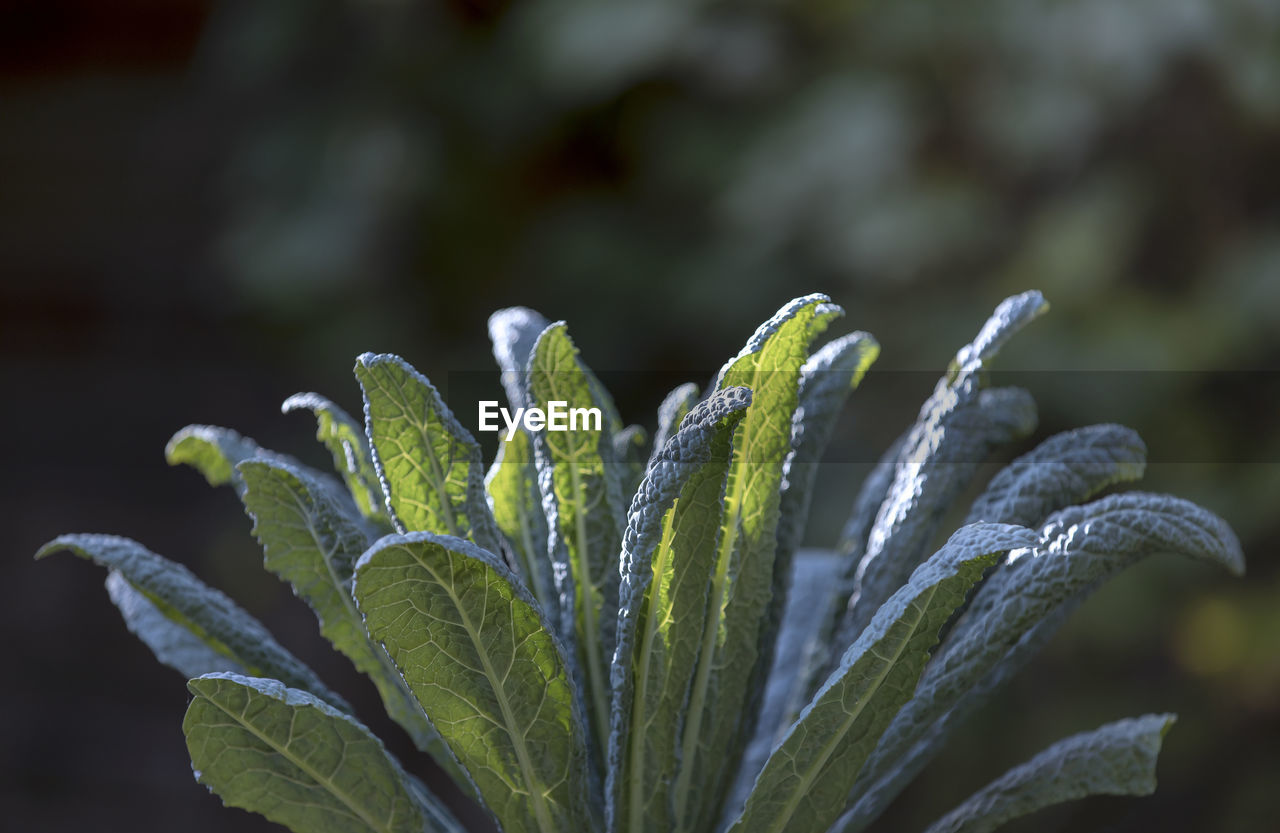 CLOSE-UP OF WET PLANT ON SNOW